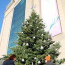 크리스마스 트리 이미지