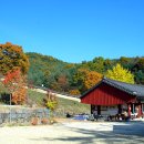 보석사   은행나무 이미지