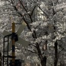 동백꽃집