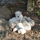 나무그늘 밑의 휴식 이미지