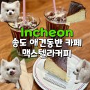 동물친구들 애견미용실 | 송도 맥스텔라커피 센트럴파크 실내 애견동반 카페 내돈내산 후기