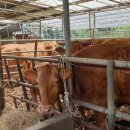 공주농장2 이미지