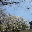 수로왕비릉(김해시 구산동 92-1) | 김해 김수로왕릉의 봄 풍경 – 벚꽃과 철쭉이 어우러진 역사 여행