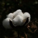 목화(아) 이미지