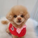 슈나우펫 이미지