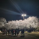 별이빛나는달밤 | [경주 벚꽃 야경] 동궁과 월지(구 안압지) 야간 개장 벚꽃 후기! 주차, 입장료, 운영시간 총정리