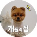 개들의 집 이미지