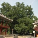 법인청도숲