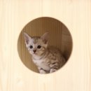 제이애견샵 이미지