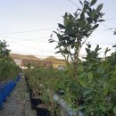 배치농장 이미지