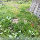 블랑제리진 이미지