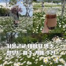 [경기도/파주] 필무드 :: 샤스타 데이지 꽃 가득한 파주 감성카페