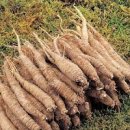 더덕의효능 부작용 더덕 제철 먹는법 이미지