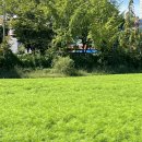 선학텃밭화장실 | 인천 가볼만한 곳, 선학동 메밀꽃밭