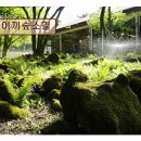 소길숲속 민박 | *애월 카페 추천* 이끼숲소길 숲속에서 즐기는 평화와 맛