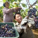 김영춘농장 이미지