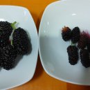 훈장님팜 이미지