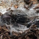 우주 행정사 이미지