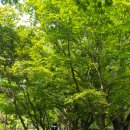 무심교옆 이미지