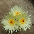 하늘꽃마을 이미지