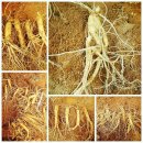 사과.방울 토마토.고구마.단호박.표고버섯.인삼.꿀.각종 즙 판매 이미지