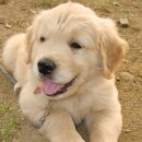 해피멍멍이 이미지