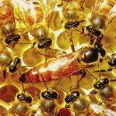 성봉축산 이미지