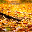 시인의 사랑 이미지