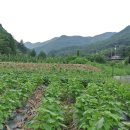 선영민박 이미지