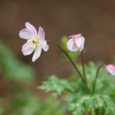 바람꽃 Daum카페