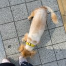 응답하라 몽몽이 | [일상] 6월 마지막 주 일기