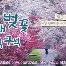 천자봉해오름길(안민고개7km지점) | 진해 벚꽃산행 벚꽃명소 / 장복산 등산코스 / 안민고개, 드림로드, 경화역, 여좌천 벚꽃 개화현황...