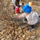 12.06~08-바깥놀이:나뭇가지 놀이(그림 그리기, 지팡이, 나뭇가지 젓가락 놀이), 겨울 텃밭 살펴보기, 나무 놀이터에서 놀이하기 이미지