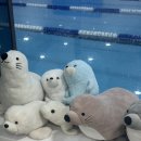 물개키즈스윔 이미지