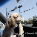 제주시민속오일시장 이미지