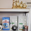 워킹퍼피 이미지