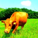 화우축산 이미지