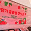 삼례 | 완주 삼례 딸기축제 후기 삼례시장 장날구경