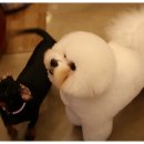 바비펫샵 이미지