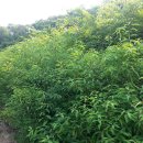 여주-0091 이미지