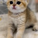 라온캣 대구고양이분양 낭만펫 강아지분양 대구점 | 라온캣 대구고양이분양, 낭만펫 강아지분양 대구점에 가보았습니다! 🐾