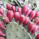 평안한치길 이미지