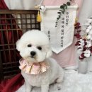 쑝이네 애견샵 이미지