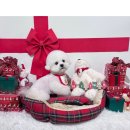 댕스베리 이미지