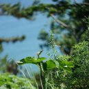 두루미천남성 Arisaema heterophyllum Blume 이미지