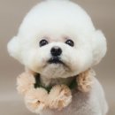 멍멍살롱 이미지