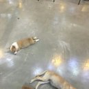 원더우멍 | [마감] "원더우멍" 뽀삐야 언니랑 카페로 데이트갈까? 애견카페 체험단 모집!