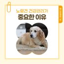 아나동물메디컬센터 | 천호동 노령견, 나이 든 반려견을 위한 맞춤 건강 관리 방법은?