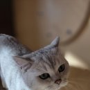 퍼피라운지 이미지