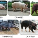 돼지종류 이미지